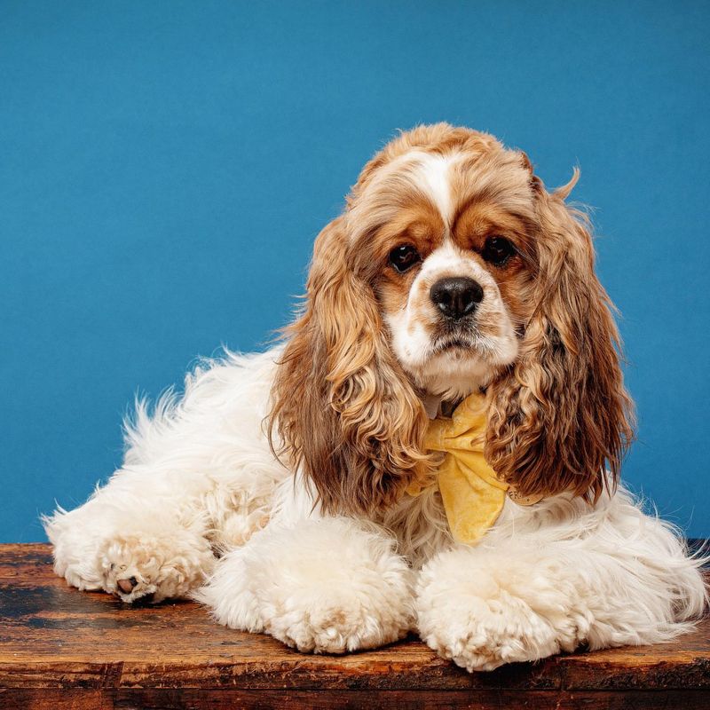 Cocker Spaniel