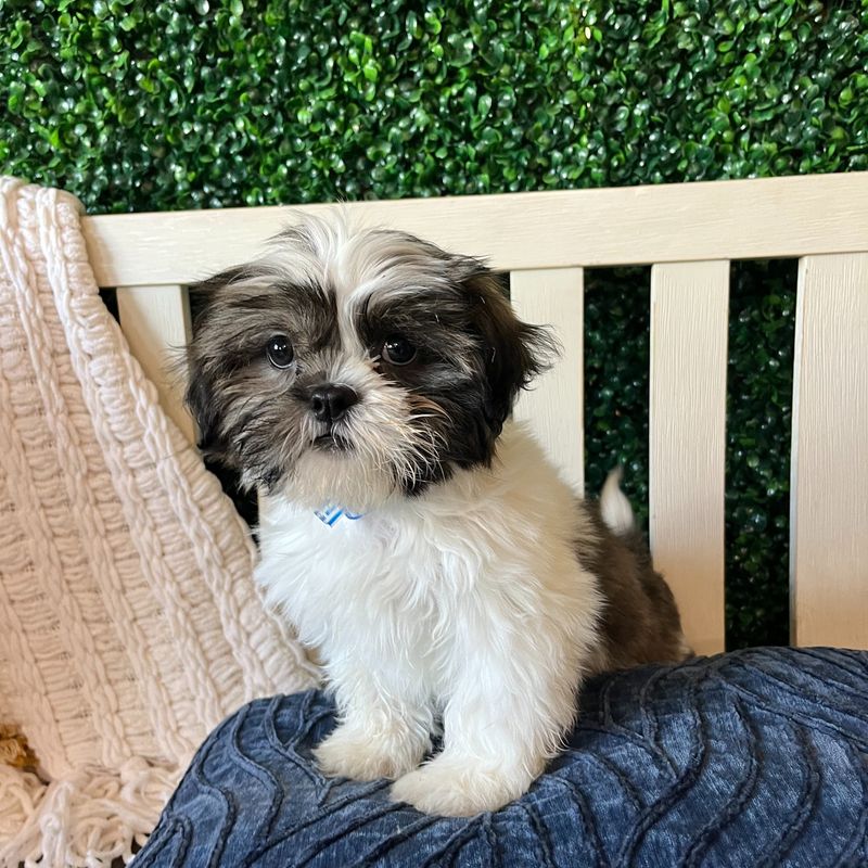 Shih Tzu