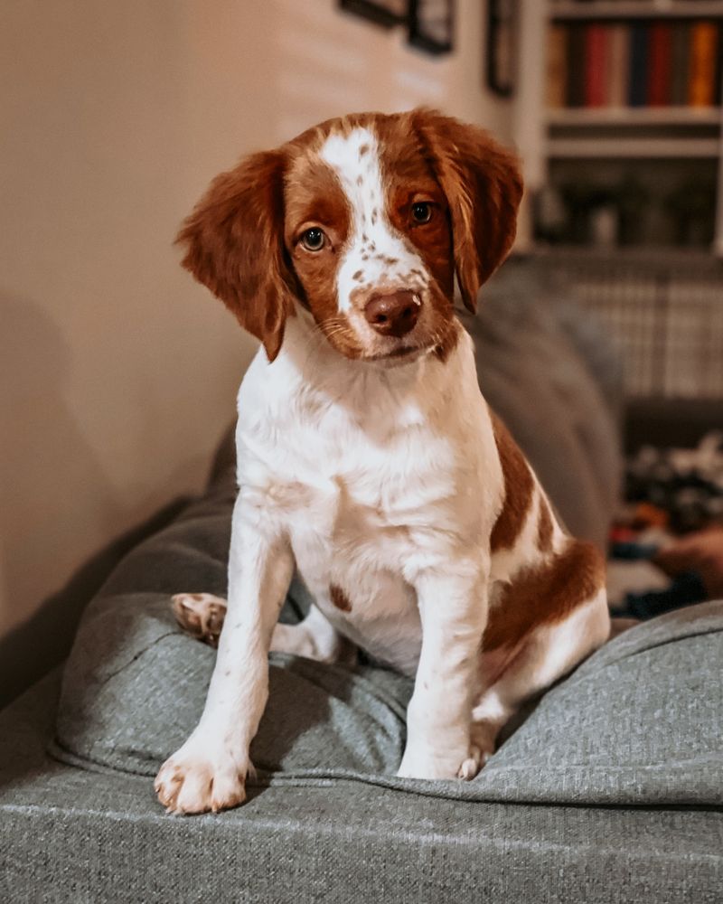 Brittany Spaniel