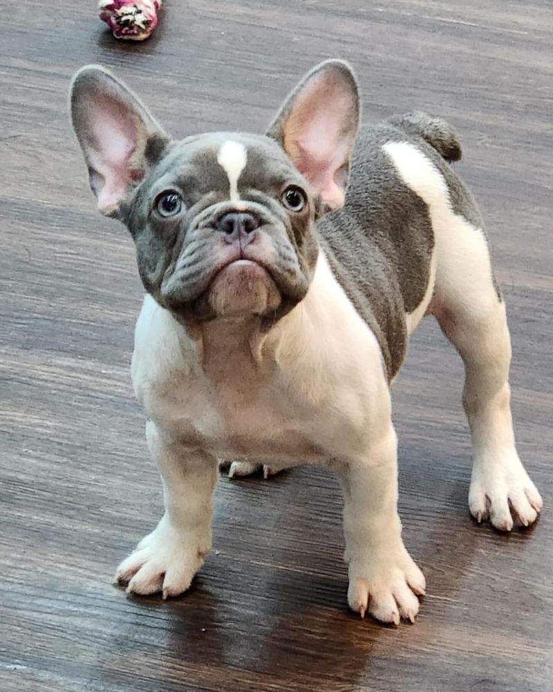 French Bulldog