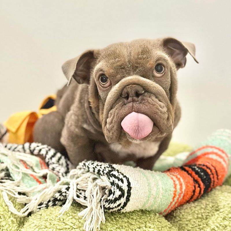Bulldog
