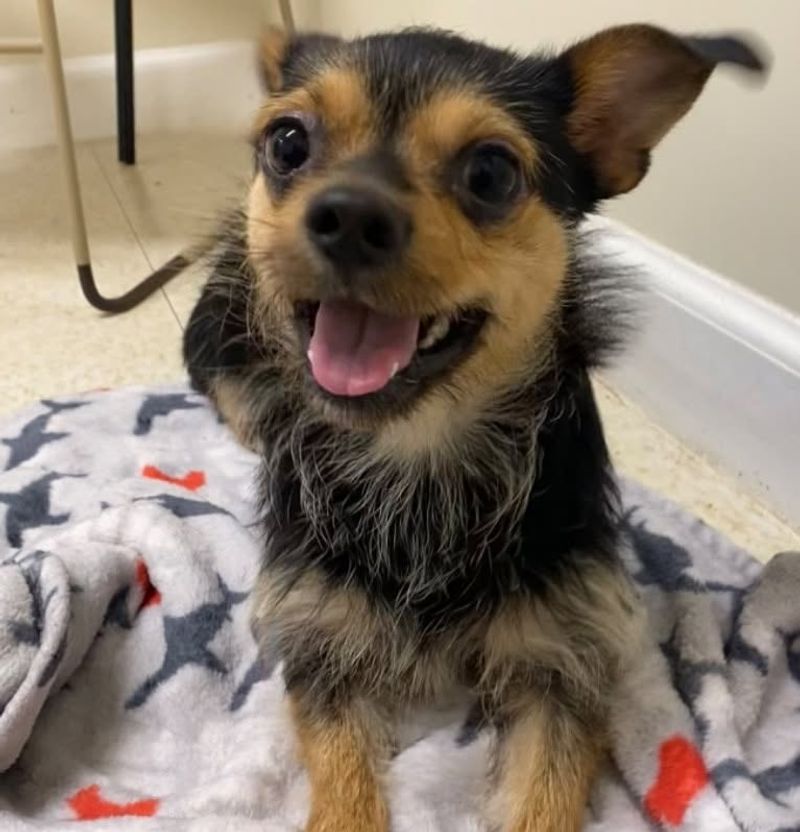 Chihuahua