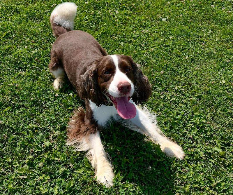 English Springer Spaniel