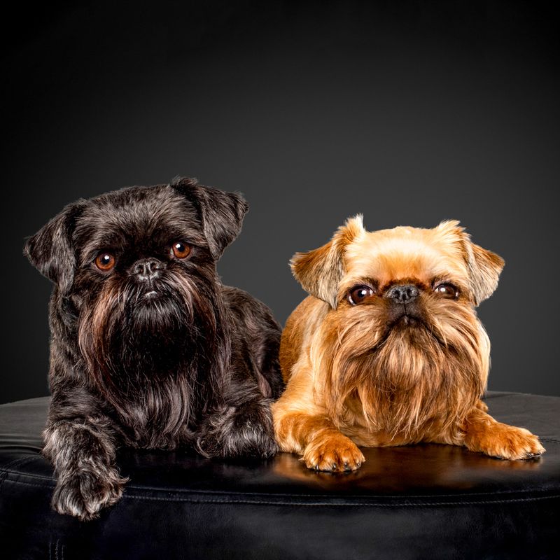 Brussels Griffon
