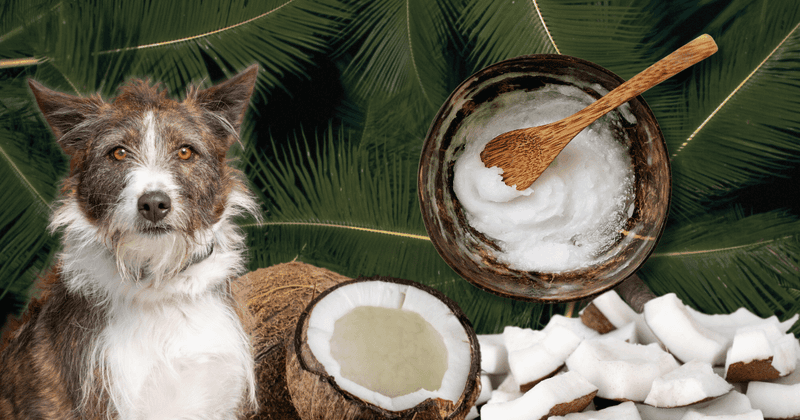 Coconut Oil Glaze