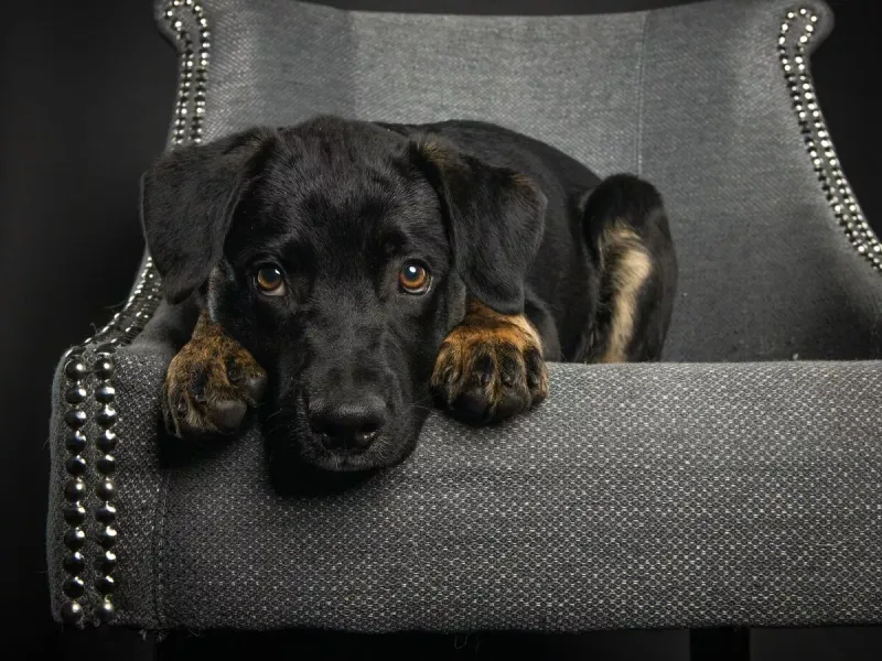 Paw-Offering Apology