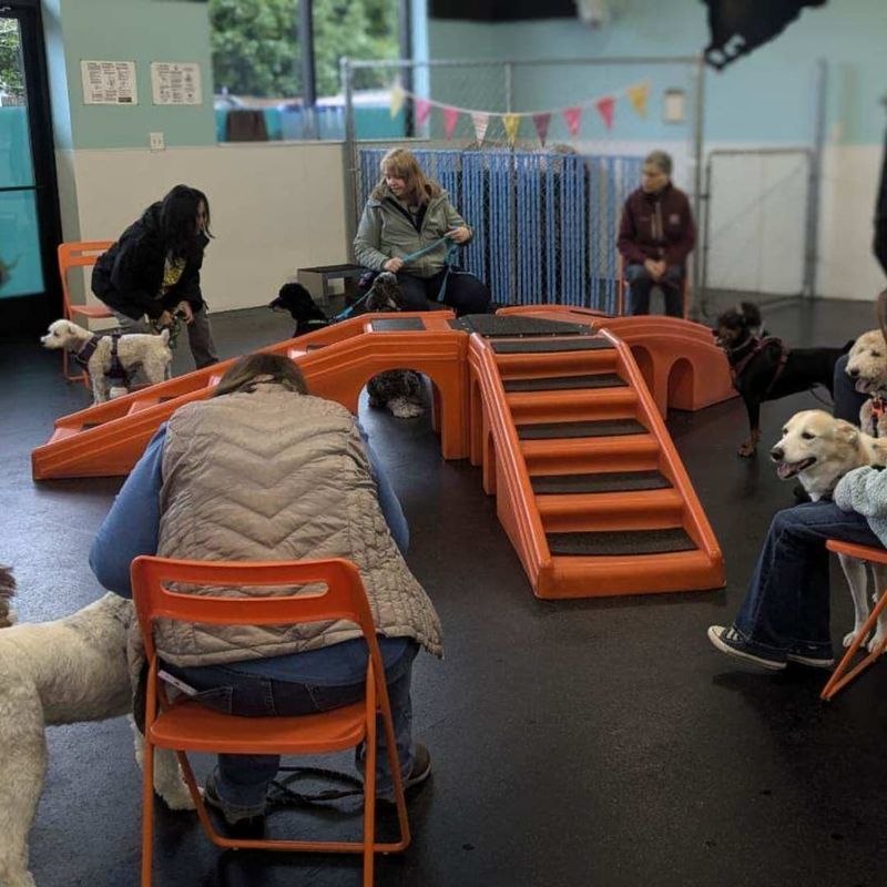 Musical Chairs with a Canine Twist