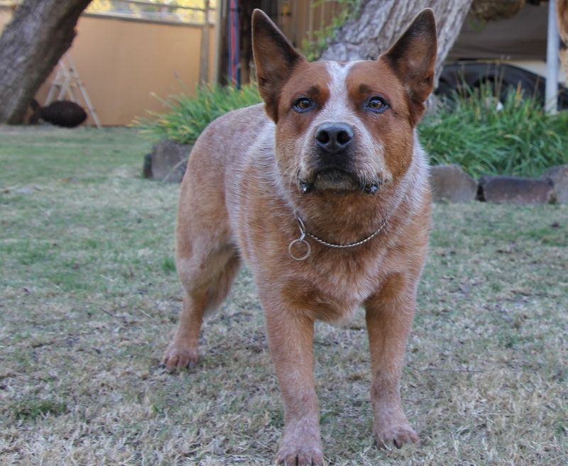 Red Heeler