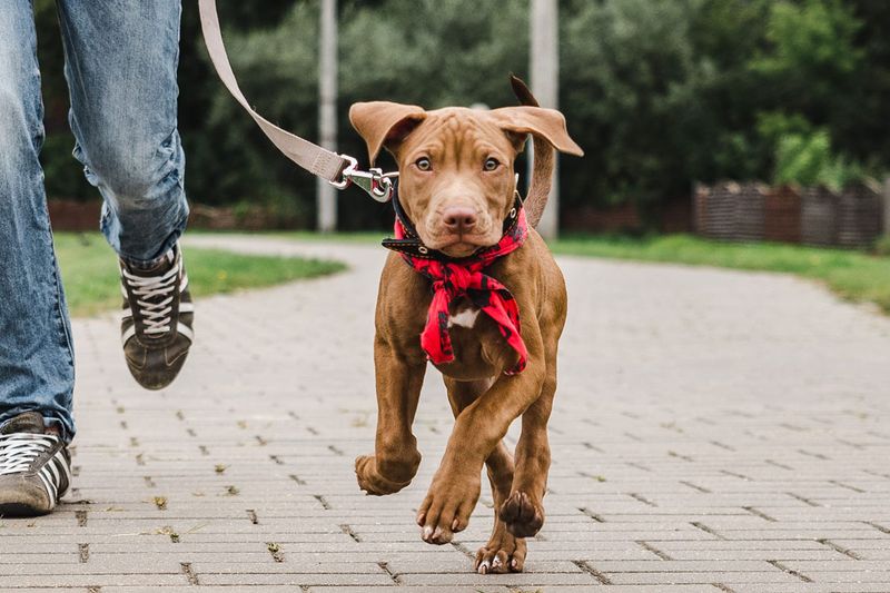 Pet Insurance