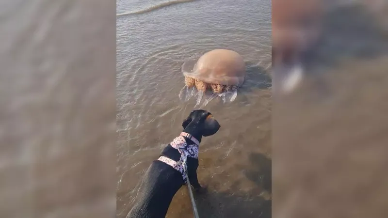 Jellyfish