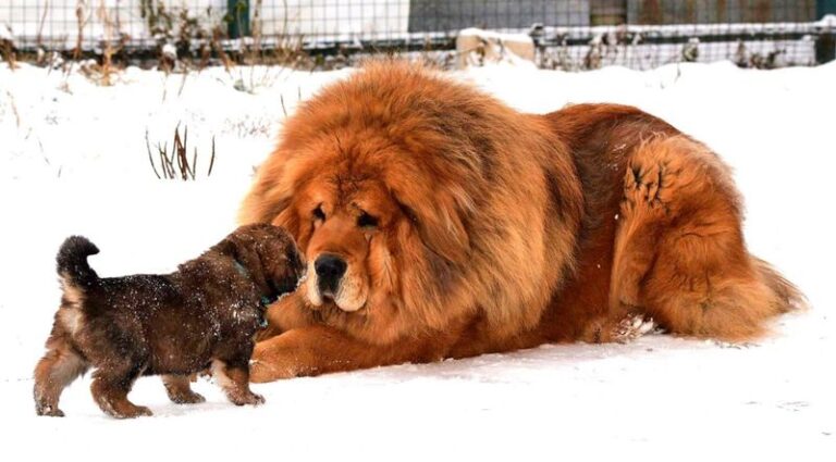 16 Ranch Dog Breeds Known for Their Grit and Loyalty - Epic dogs tales