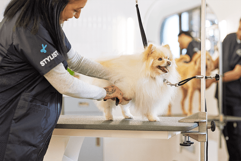 Grooming Sessions