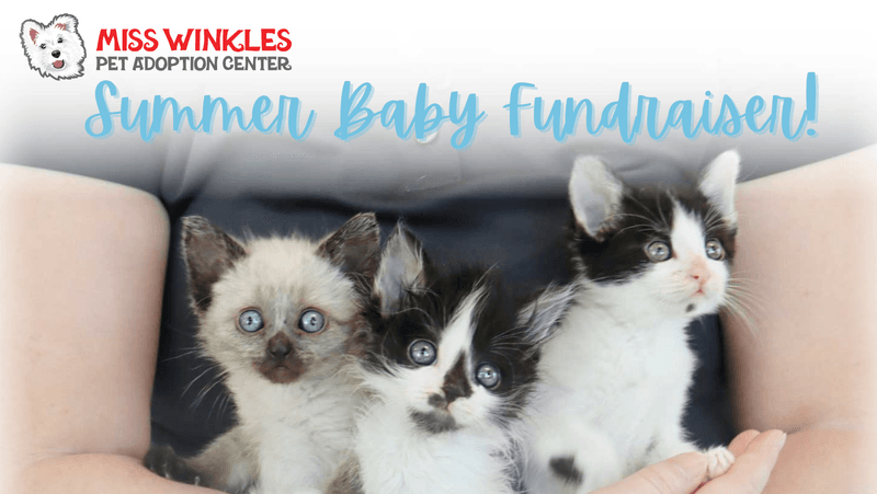 Host Fundraisers for Rescues