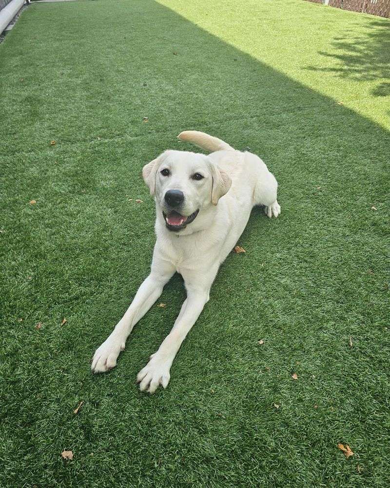 Labrador Retriever