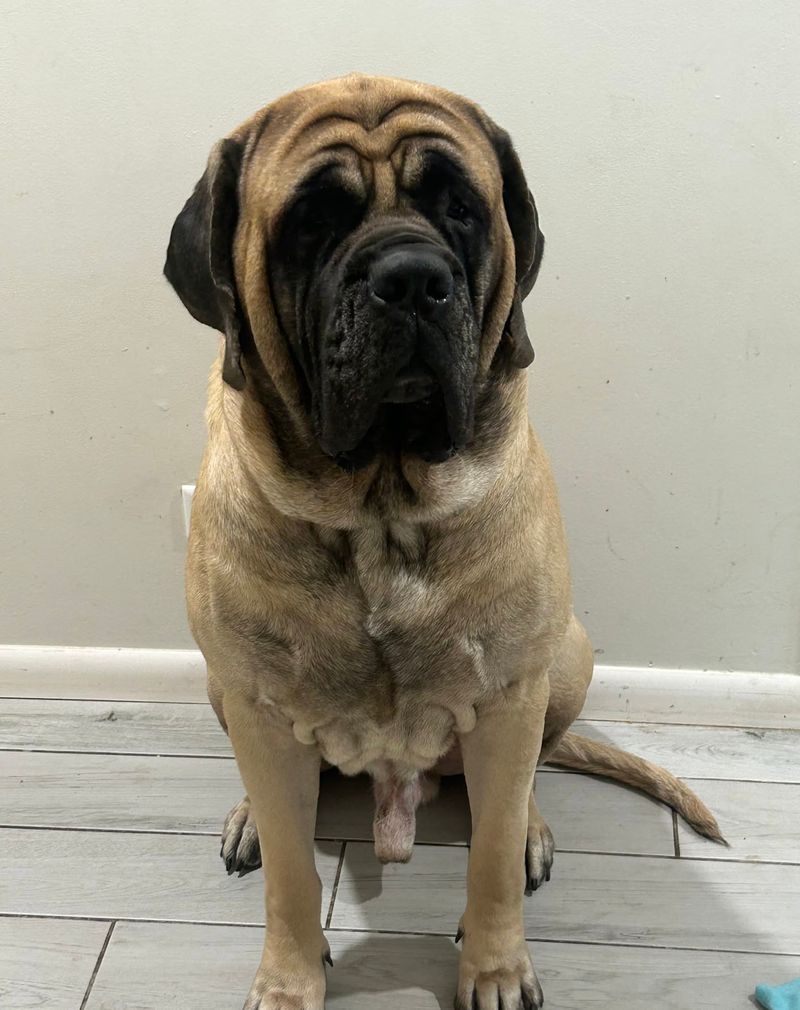 Mastiff