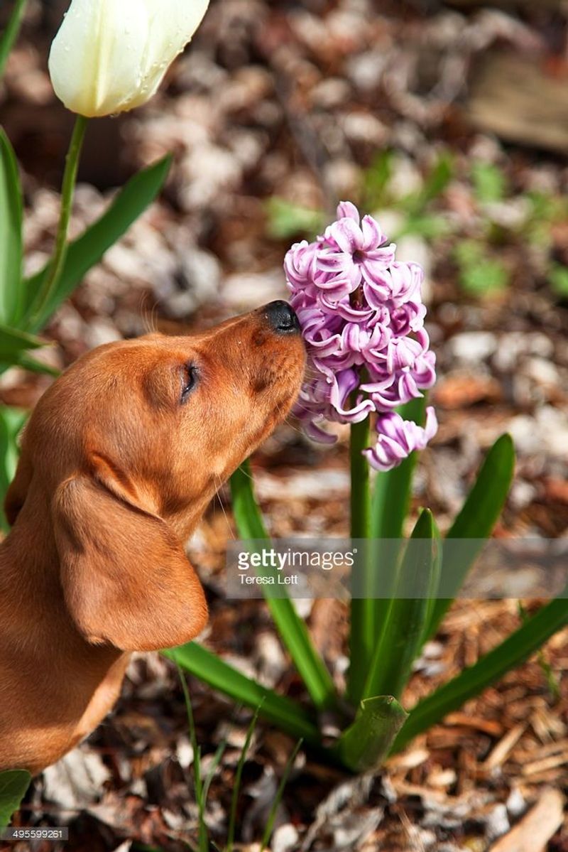 Hyacinths