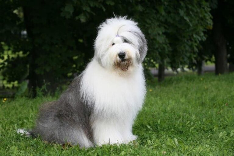 16 Ranch Dog Breeds Known for Their Grit and Loyalty - Epic dogs tales