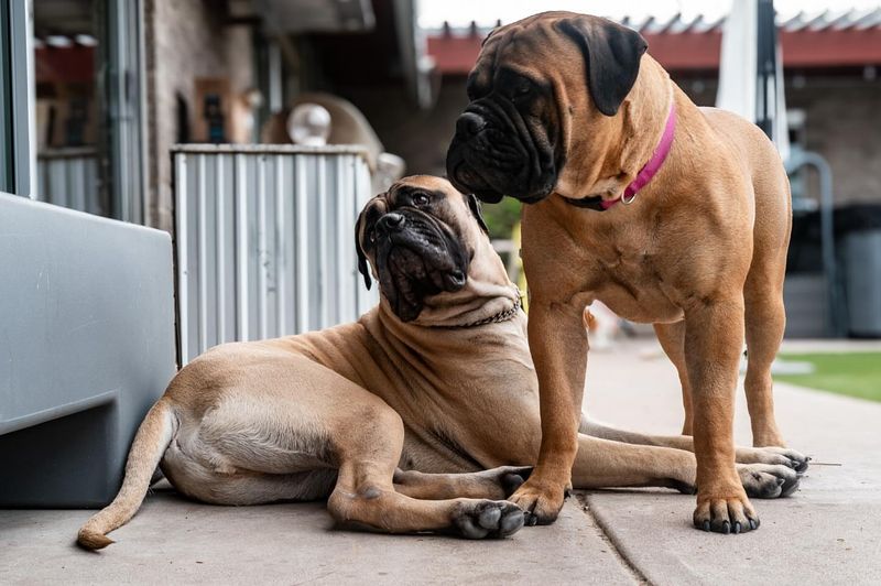 Bullmastiff