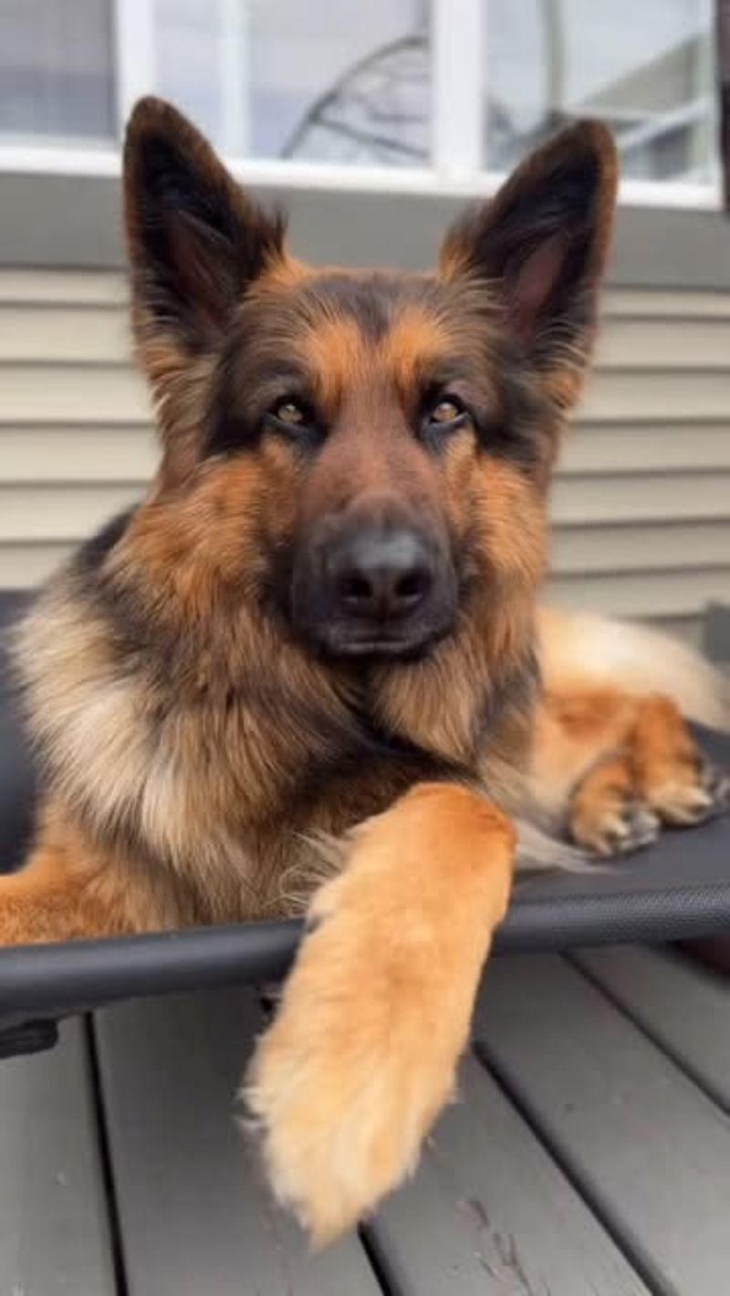 German Shepherd
