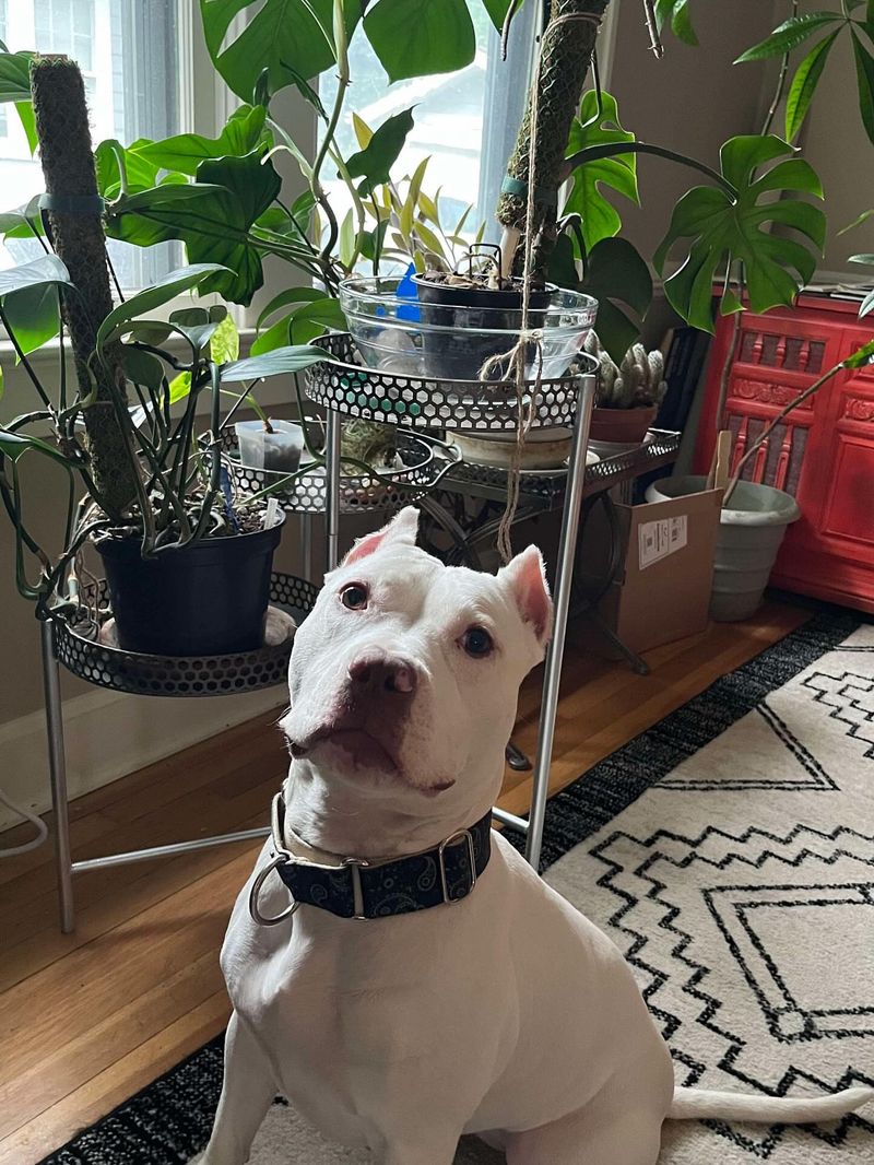 Pit Bull Terrier