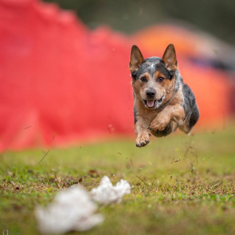 Australian Cattle Dog
