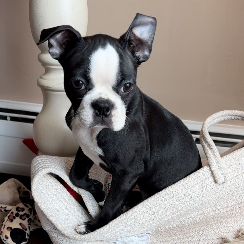 Boston Terrier