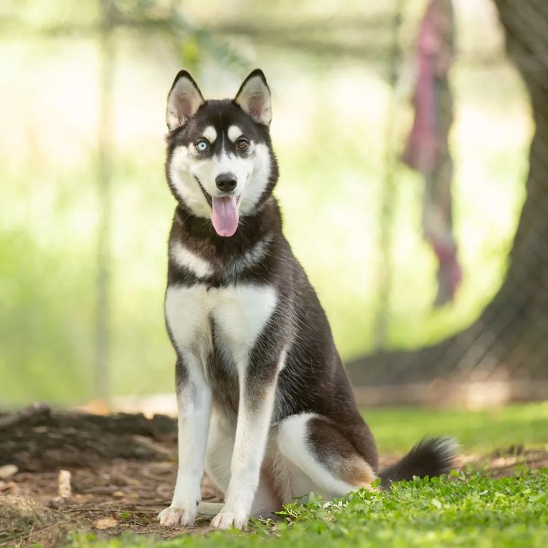 Siberian Husky