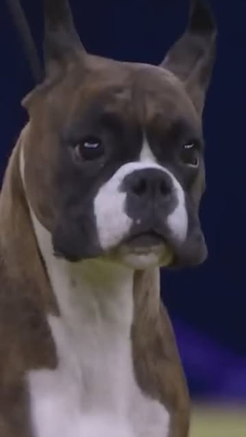 Boxer
