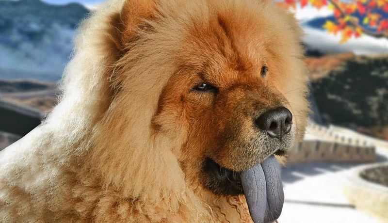 Chow Chow