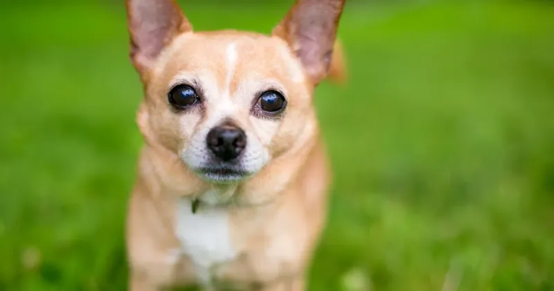 Chihuahua