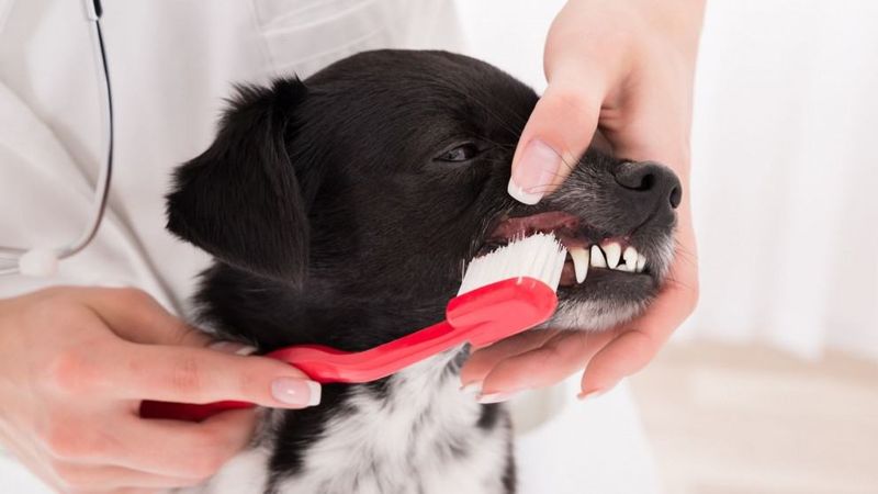 Dental Care