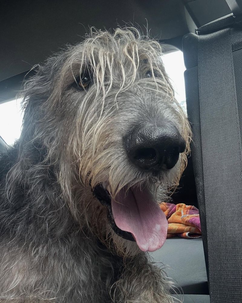 Irish Wolfhound