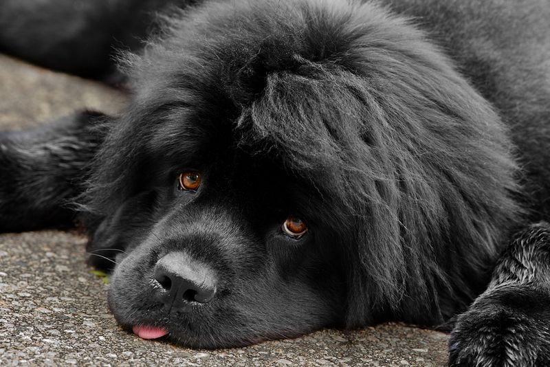 Newfoundland