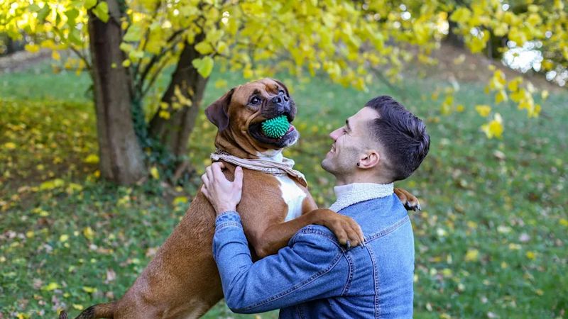 Boxer
