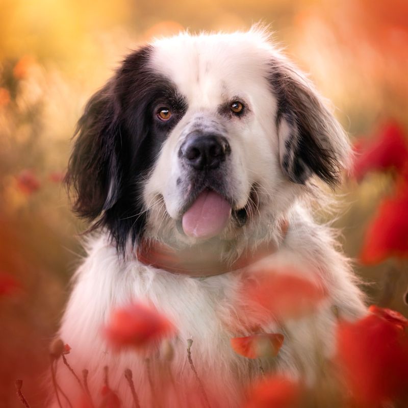 Newfoundland
