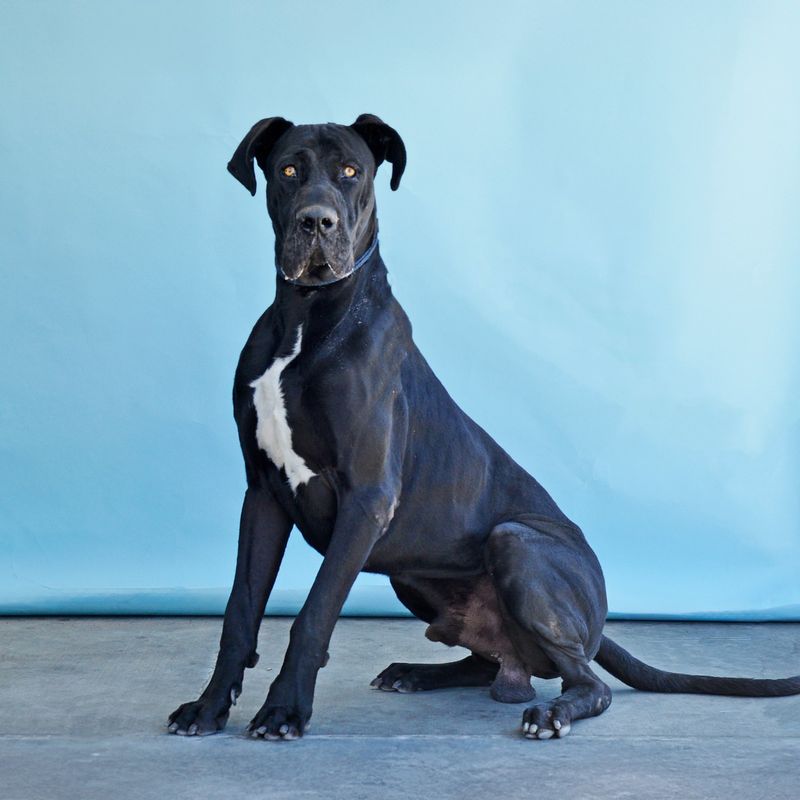 Great Dane