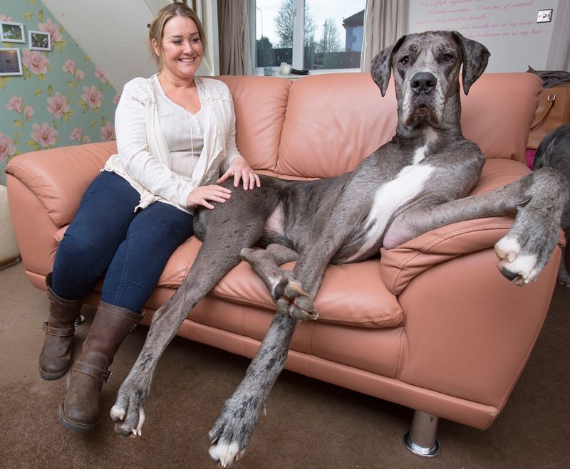 Great Dane