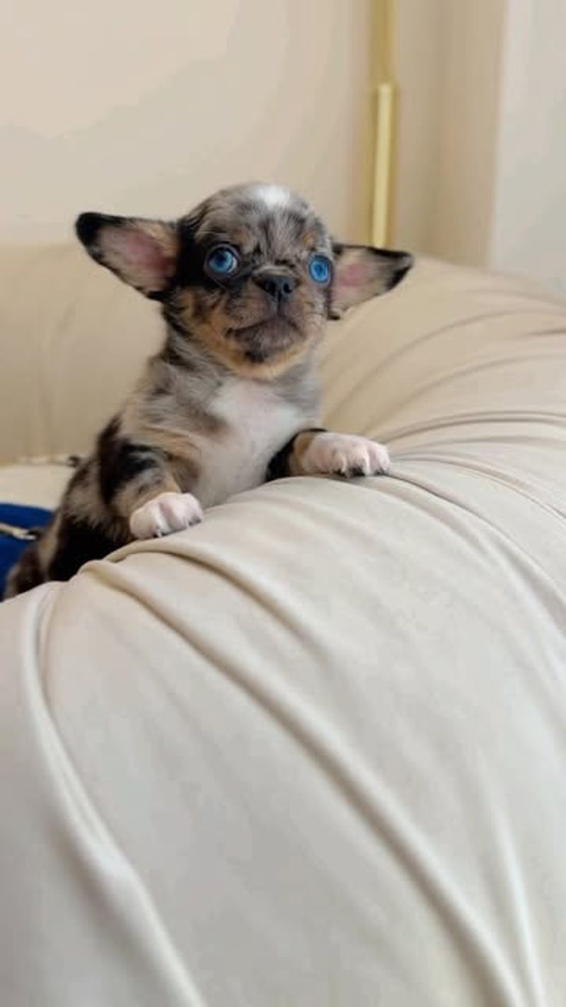 Chihuahua