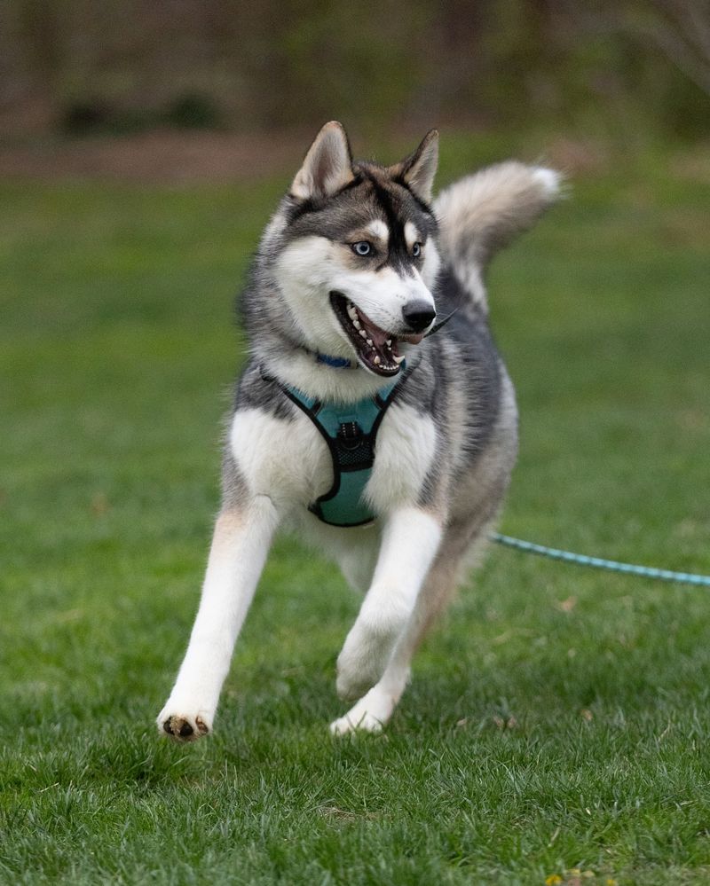 Siberian Husky
