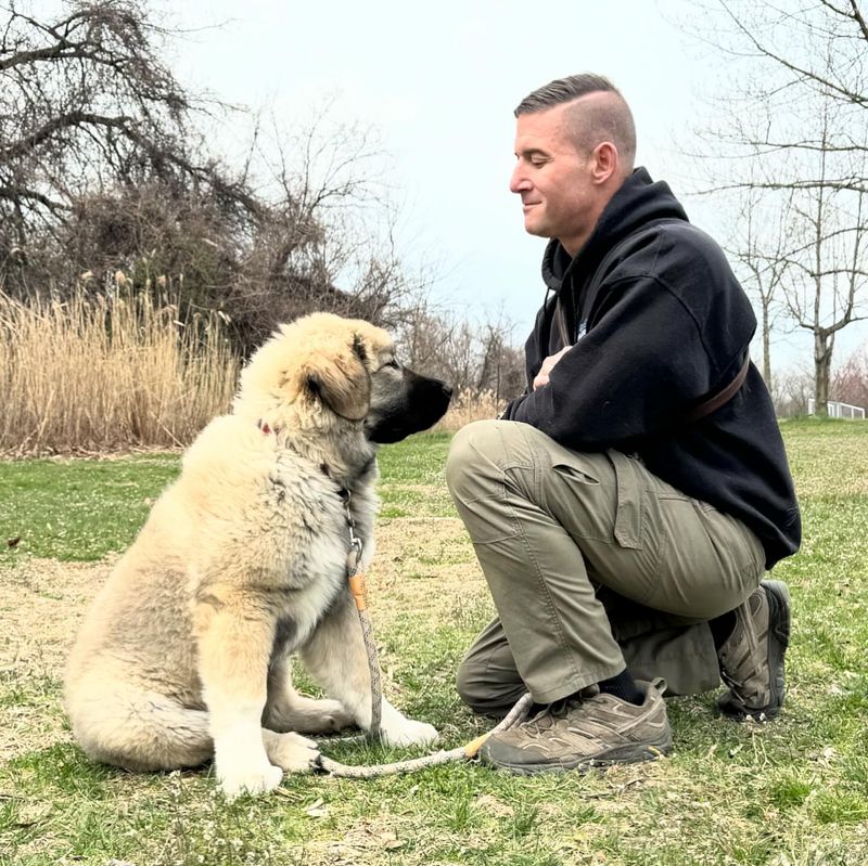 Caucasian Shepherd Dog