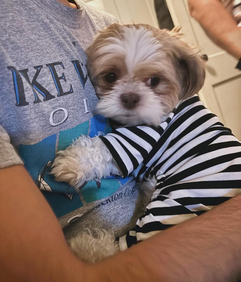 Shih Tzu