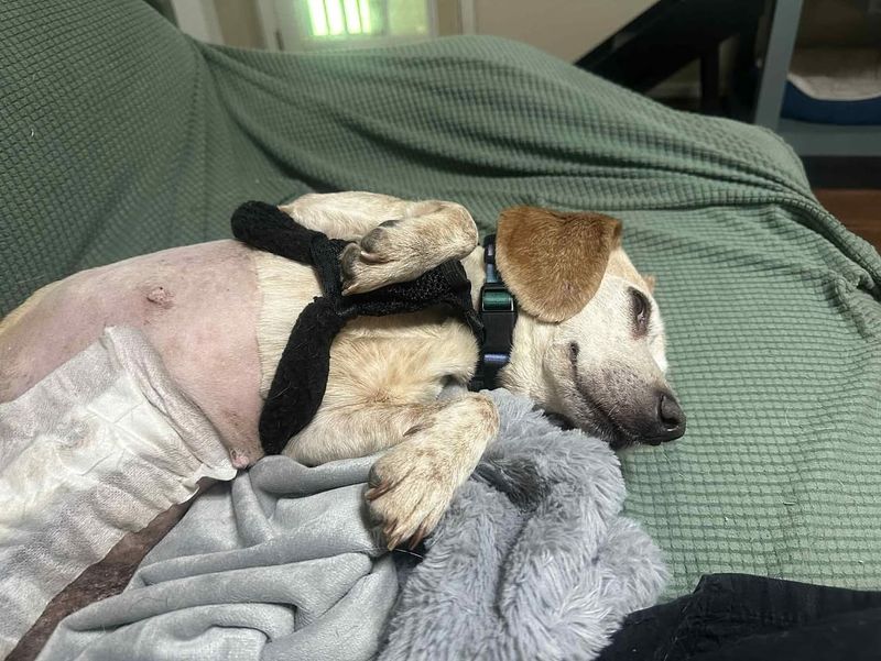 Beagle