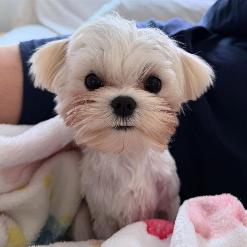 Maltese