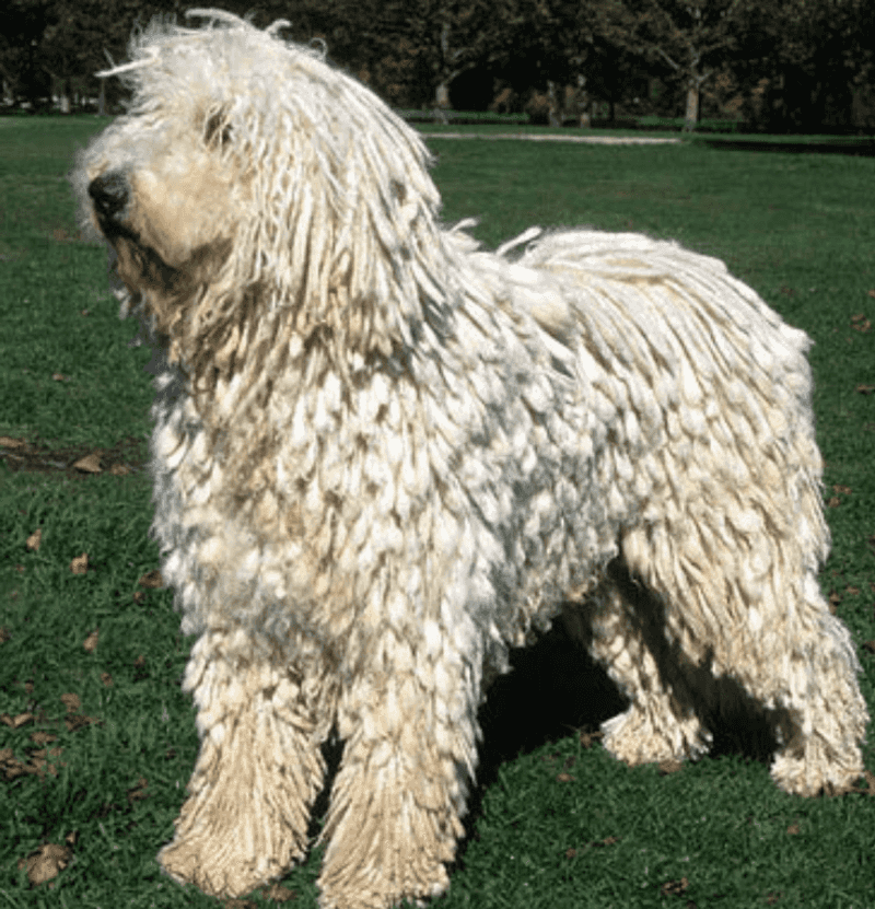 Komondor