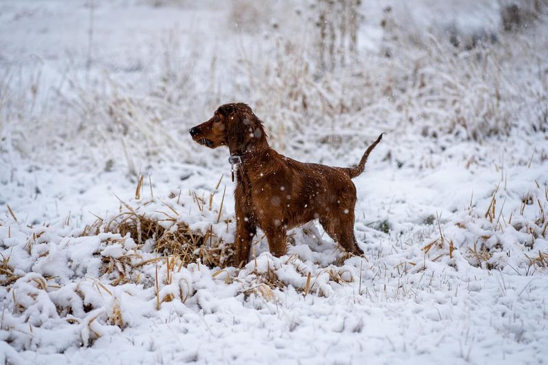 Irish Setter