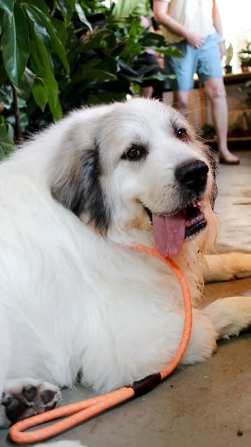 Great Pyrenees