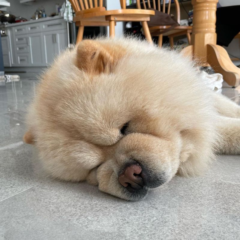 Chow Chow