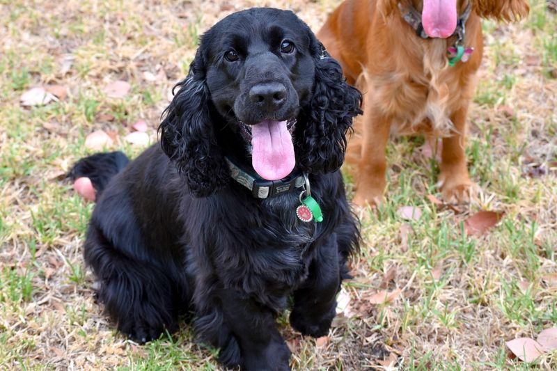 Cocker Spaniel