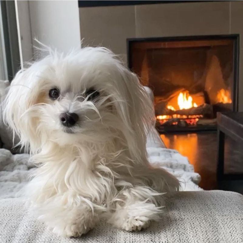 Maltese