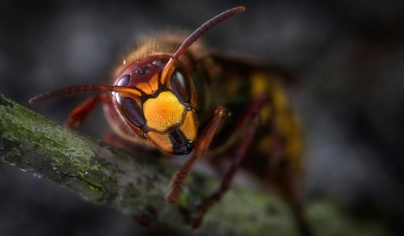 European Hornets